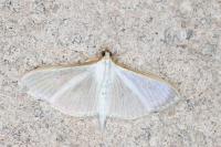 Palpita vitrealis