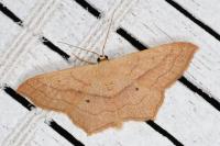Scopula imitaria