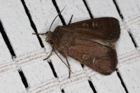 Xestia xanthographa