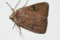 Xestia xanthographa