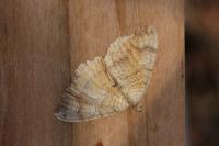 Camptogramma bilineata