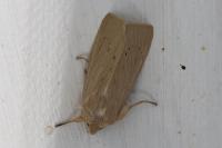 Mythimna straminea