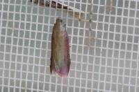 Oncocera semirubella