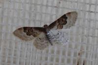 Idaea rusticata