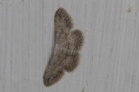 Idaea seriata