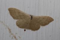 Idaea straminata