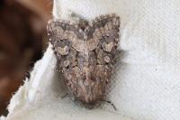 Luperina testacea