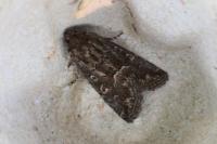 Thalpophila matura