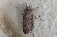 Agrotis segetum