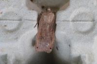 Noctua pronuba