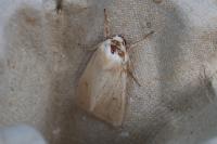 Mythimna vitellina