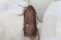 Xestia xanthographa