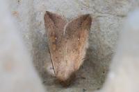 Mythimna unipuncta