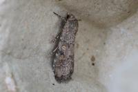 Spodoptera exigua