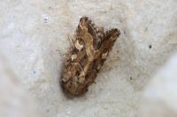 Luperina dumerilii