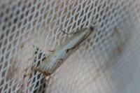 Agriphila inquinatella