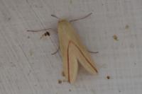 Rhodometra sacraria