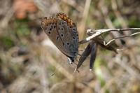 Polyommatus icarus