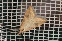 Udea ferrugalis