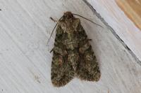 Dryobotodes eremita