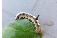 Acronicta psi