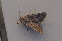 Anarta trifolii