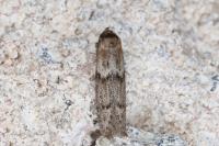 Blastobasis