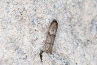 Blastobasis