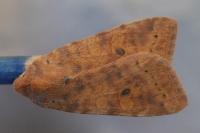 Cirrhia gilvago
