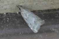 Eudonia pallida