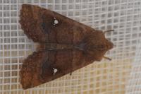 Eupsilia transversa