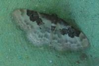 Idaea rusticata