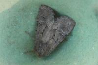 Luperina testacea