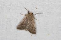 Hoplodrina ambigua