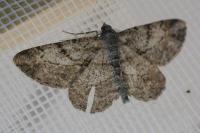 Peribatodes rhomboidaria