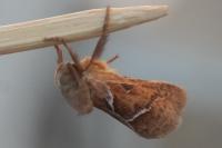 Triodia sylvina