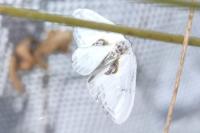 Cilix