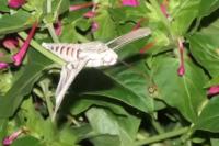 Agrius convolvuli