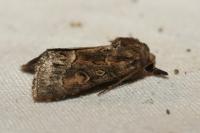 Thalpophila matura