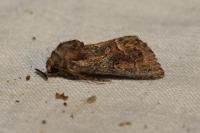 Thalpophila matura