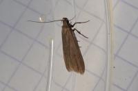 Acompsia cinerella
