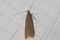 Acompsia cinerella