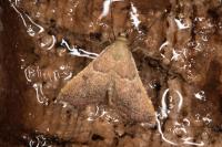 Endotricha flammealis