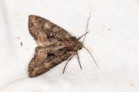 Mniotype satura