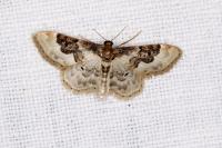 Idaea rusticata