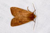 Leptologia macilenta