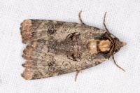 Epilecta linogrisea