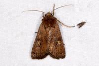 Xestia xanthographa