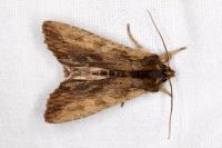 Lithophane semibrunnea