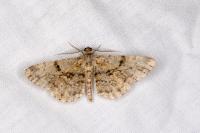 Peribatodes rhomboidaria